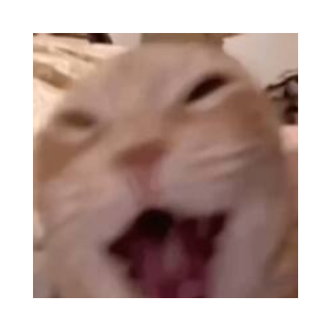 Bullying Cat