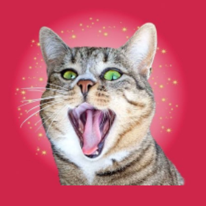 CRAZY CAT