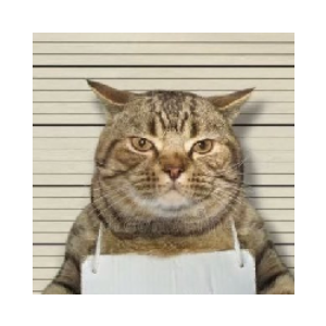 Jail Cat