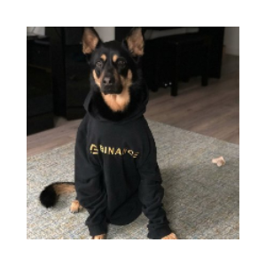 CZ Dog