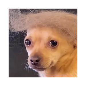 dogald trump