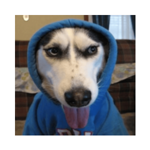 a dog in a hoodie