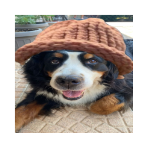 DogSwaghat