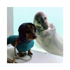 dogwifseal