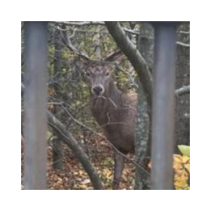 deadstag