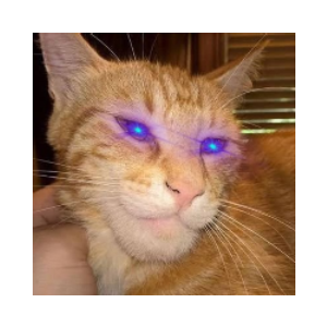 Giga Cat(gigacat.cat)