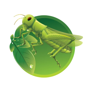 Green Grass Hopper