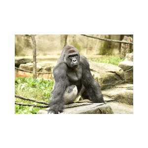 Harambe Coin