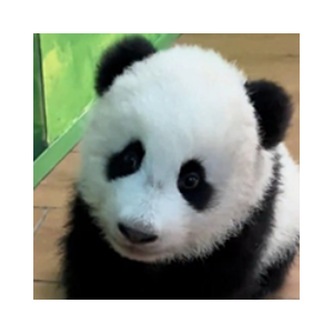 GUANGZHOU ZOO NEW BABY PANDA