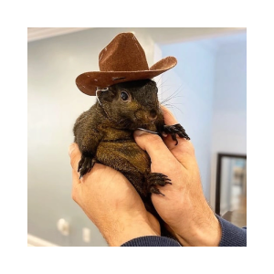 #1 Tiktok Squirrel