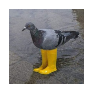 Pigeon In Yellow Boots