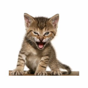 Roaring Kitty