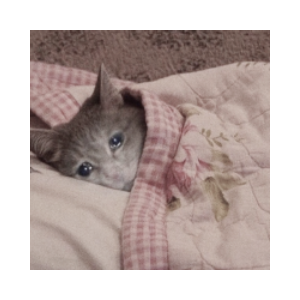 SadCat