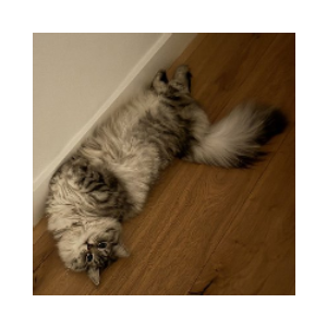 Toly's Cat
