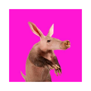 Aardvark