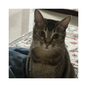 Yaoyao's Cat